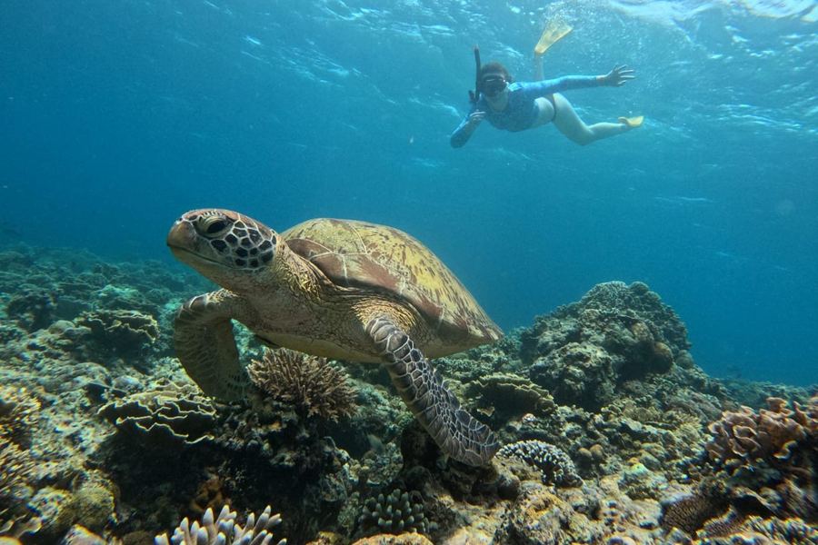 Snorkeller swimming above a green sea turtle on the reef